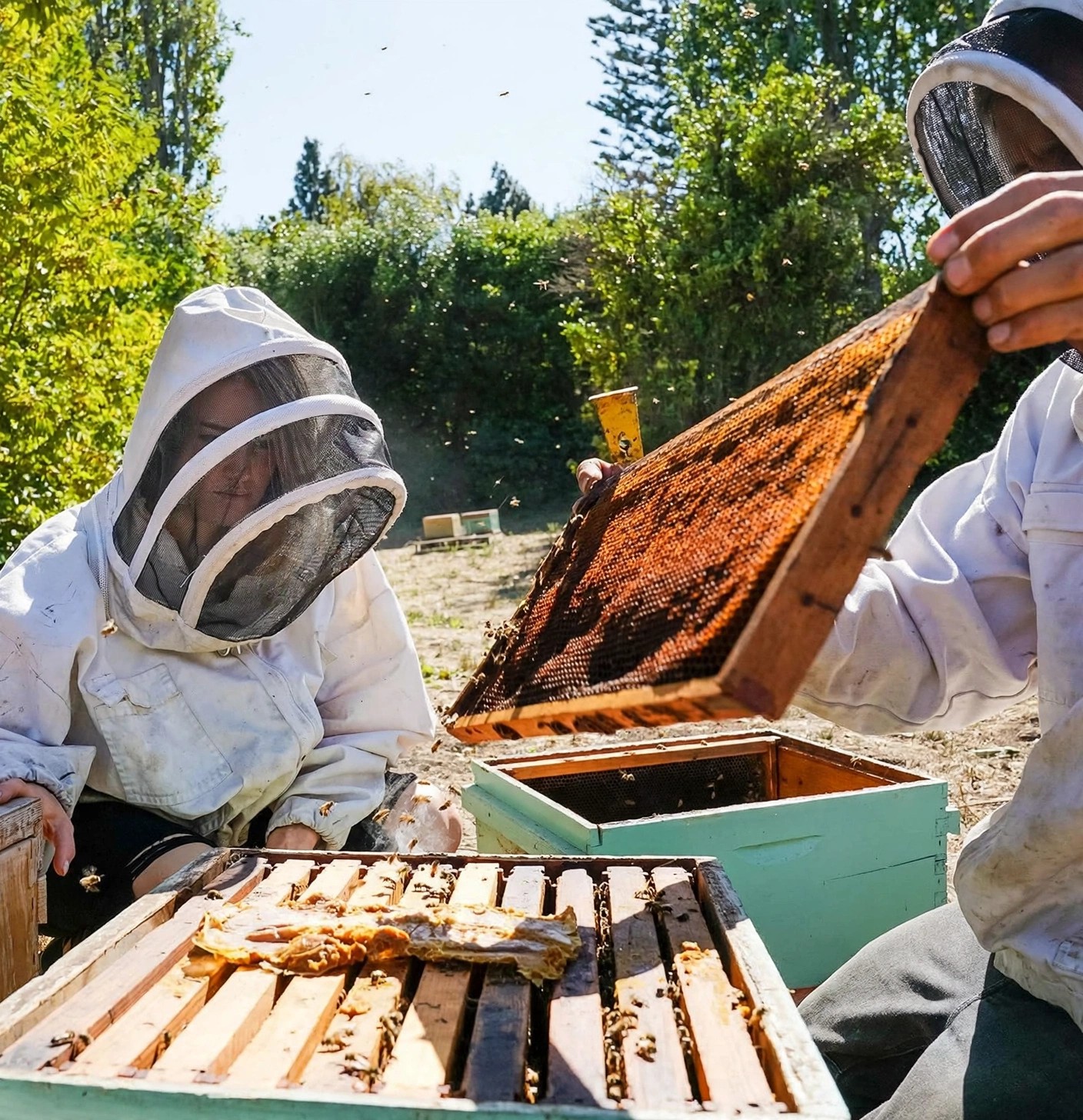 Apiary workers examining a frame covered with bees.
