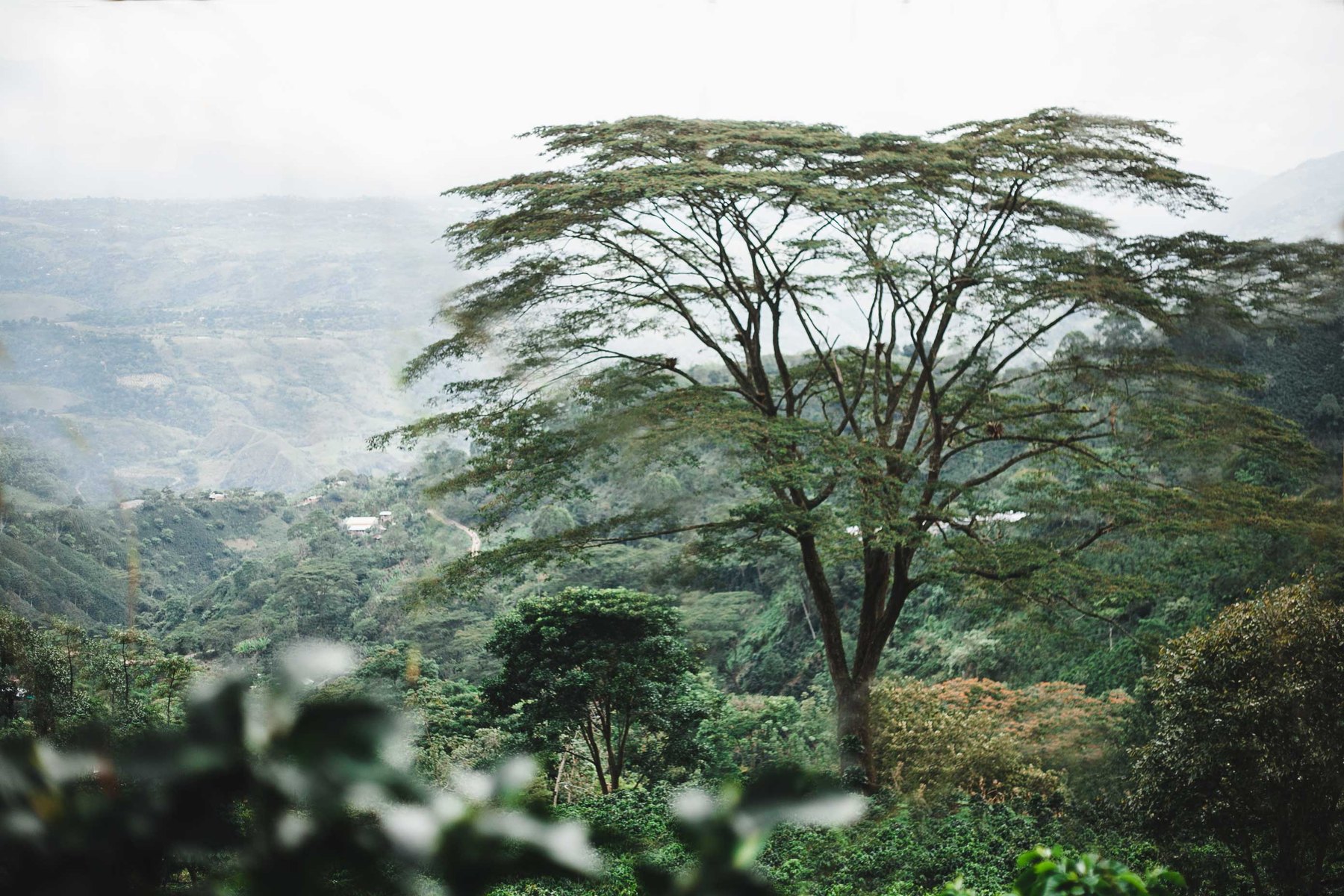 Mist over the coffee hills